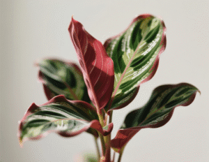 4. Calathea (Prayer Plant) 4. Calathea (Prayer Plant)