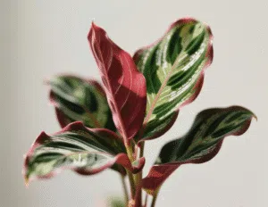 4. Calathea (Prayer Plant)