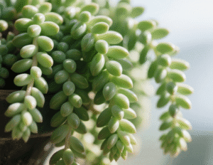 8. Burro’s Tail (Sedum morganianum) 8. Burro’s Tail (Sedum morganianum)