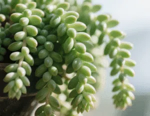 8. Burro’s Tail (Sedum morganianum)