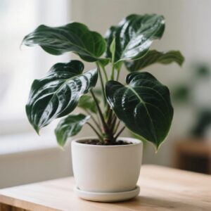Cast Iron Plant (Aspidistra elatior) Cast Iron Plant (Aspidistra elatior)