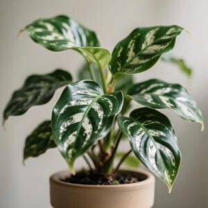 Chinese Evergreen (Aglaonema)54 Chinese Evergreen (Aglaonema)
