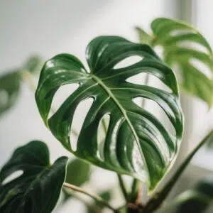 Heartleaf Philodendron Heartleaf Philodendron