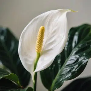 Peace Lily (Spathiphyllum) Peace Lily (Spathiphyllum)