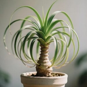 Ponytail Palm (Beaucarnea recurvata) Ponytail Palm (Beaucarnea recurvata)