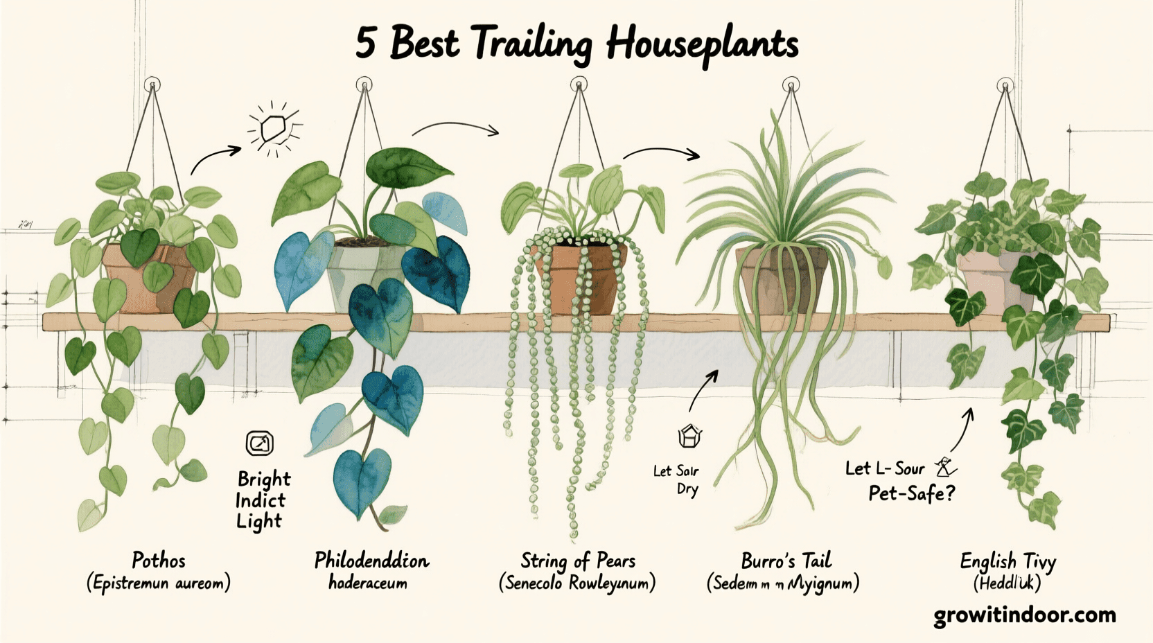 Illustrated blueprint-style guide to the 5 best trailing houseplants, including pothos, philodendron, and string of pearls, with growth patterns and care tips – growitindoor.com