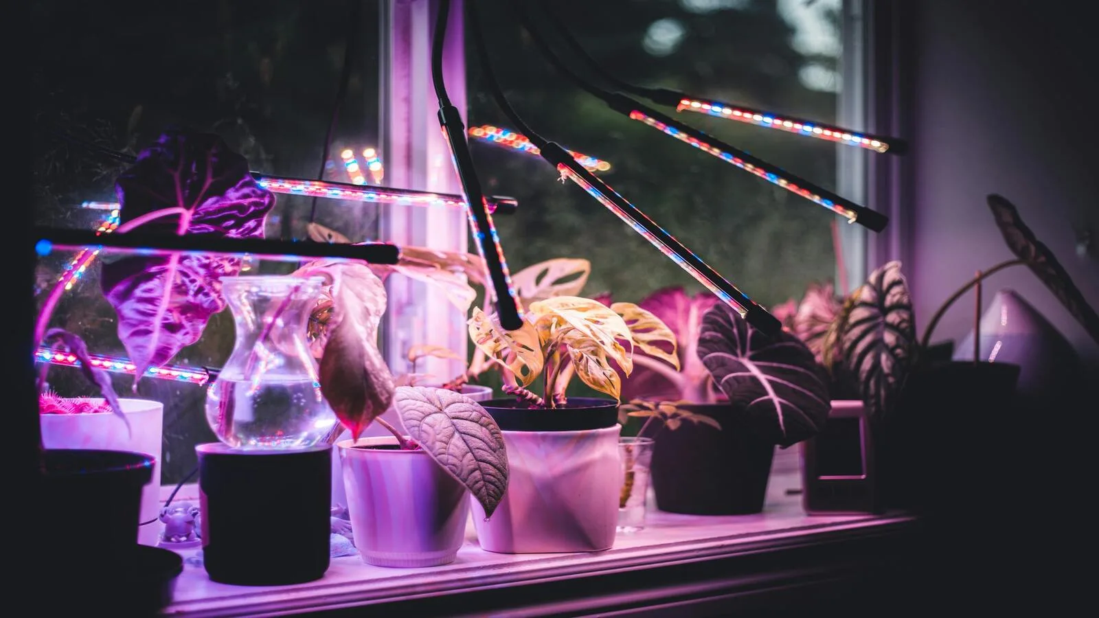 Indoor edible garden growing under LED lights in a dark apartment, with healthy microgreens and lettuce in trays.