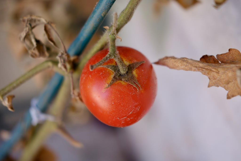 Indoor tomato plant growing under LED light with small red cherry tomatoes and care journal.