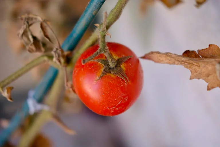 Indoor tomato plant growing under LED light with small red cherry tomatoes and care journal.