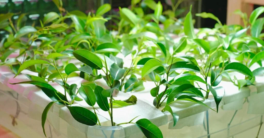 Vibrant green plants thriving in a hydroponic greenhouse. Ideal for sustainable agriculture concepts.