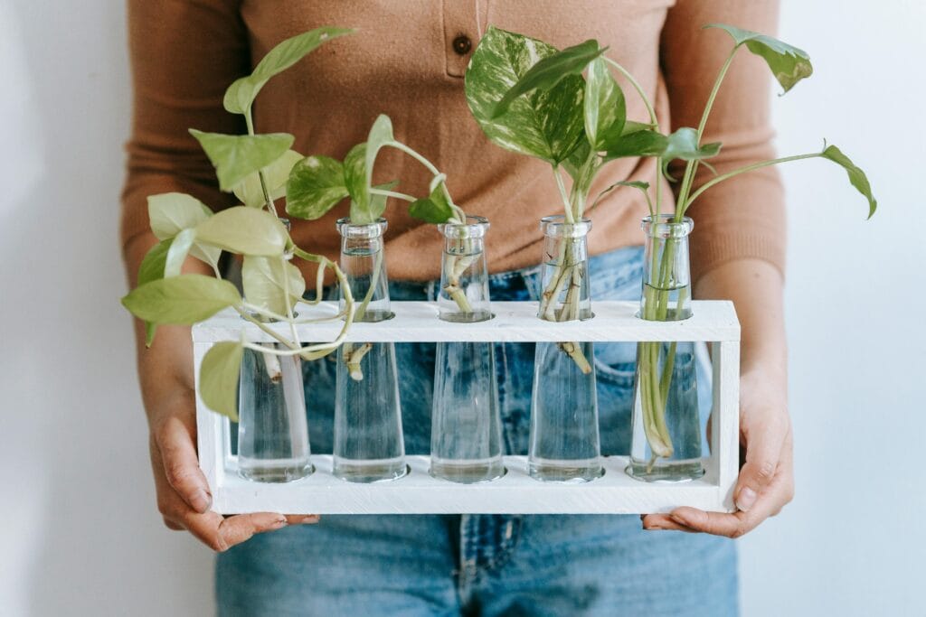 A woman holds a set of lush green plants growing in glass vases, symbolizing indoor gardening and natural decor.