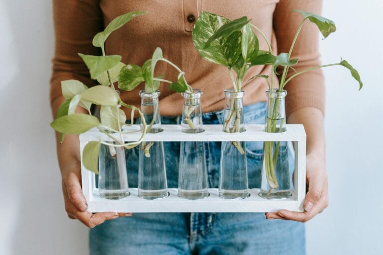 A woman holds a set of lush green plants growing in glass vases, symbolizing indoor gardening and natural decor.