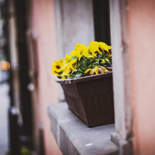 Balcony Gardening Ideas: Maximize Small Space with Urban Gardening Tips