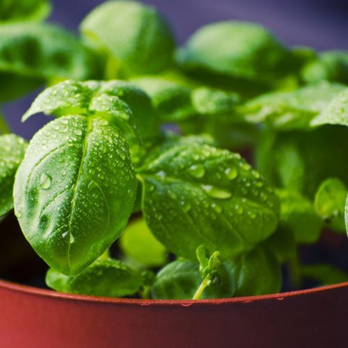 Grow Basil Hydroponically with the Kratky Method