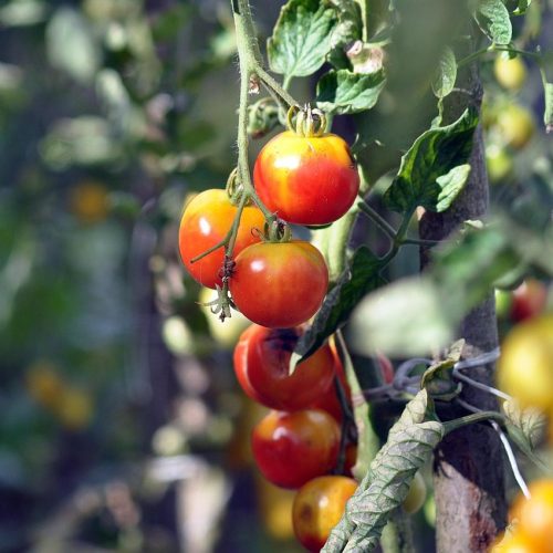 How to Grow Tomatoes on a Balcony – Step-by-Step Guide for Beginners
