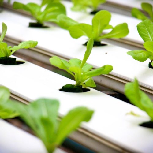 Hydroponics for Beginners: Grow Faster, Cleaner Plants Without Soil