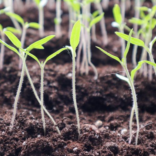 How to Grow Microgreens Indoors in an Apartment (Ultimate Guide)
