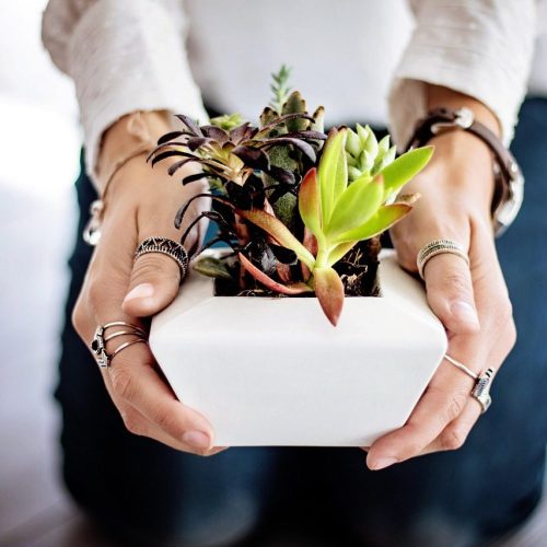 Soil-Free Gardening Guide for Hydroponic Growing