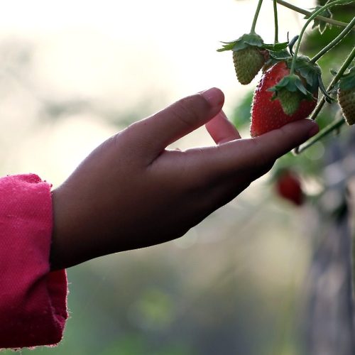 How to Grow Sweet Strawberries on Small Balconies Fast