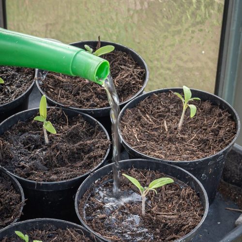 How to Care for Indoor Plants: Beginner’s Guide