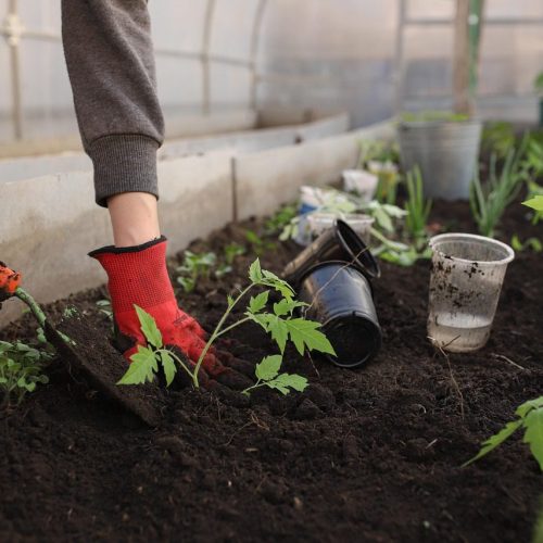 How to Start Growing Plants at Home